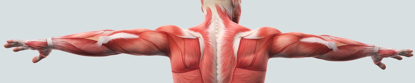 Read more about the article Why should dancers know their anatomy?