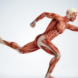 A Dancer's Anatomy - 2024 Workshops