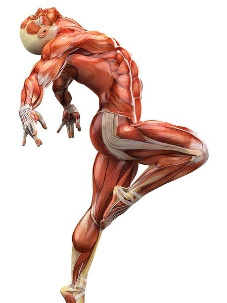 muscle man side ballet view